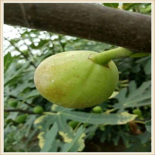 泰安金傲芬无花果苗