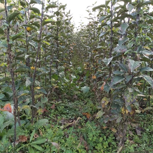 天水 蛇果苹果苗