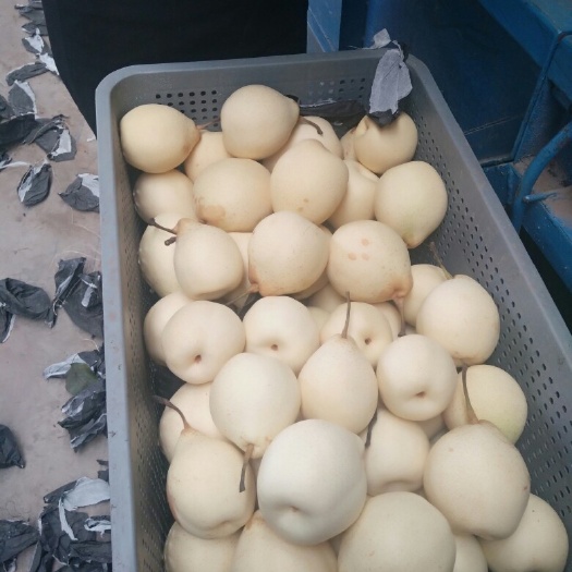 赵县 2019年新水晶鸭梨大量出售