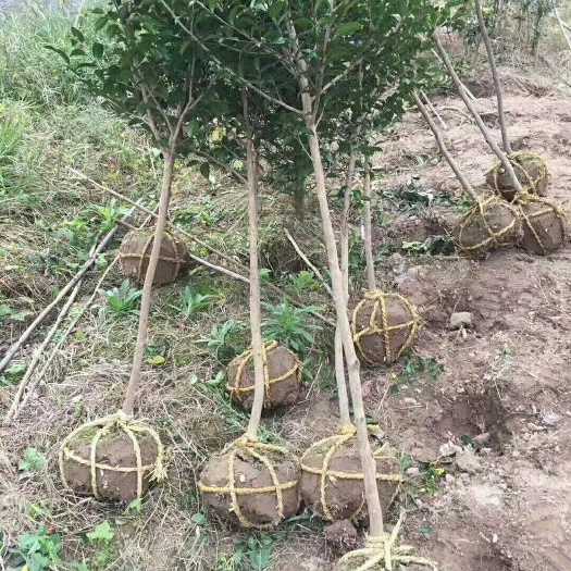 长沙县茶梅 100~140cm