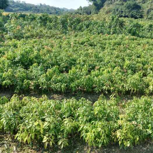 灵山县妃子笑荔枝苗