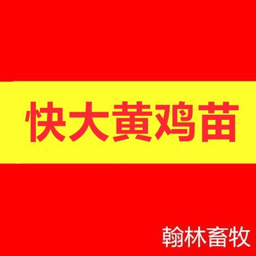 南宁快大黄鸡苗 母