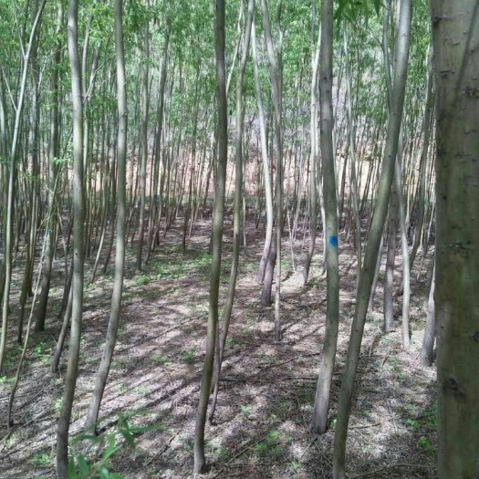 绛县垂柳