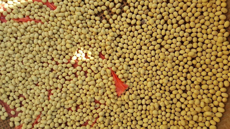 新干县中黄13黄豆  黄大豆