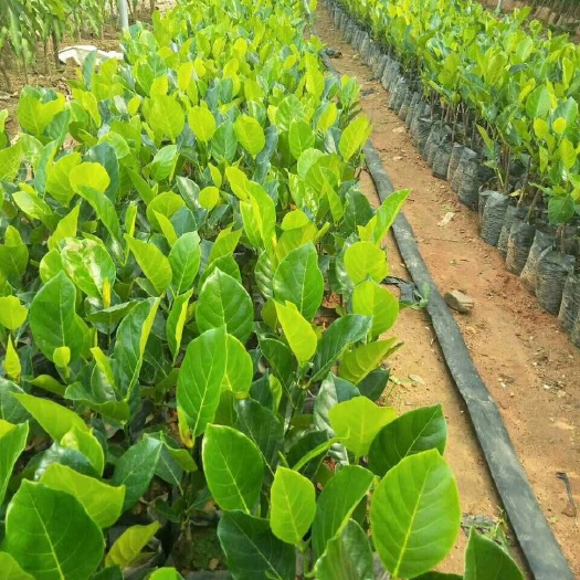 灵山县马来西亚一号菠萝蜜苗 