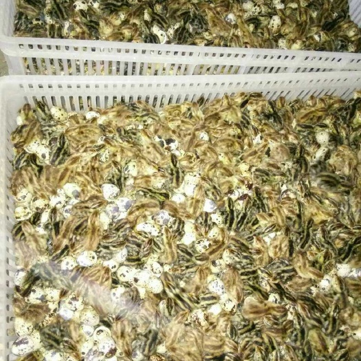 鹌鹑苗高产型质量保证成活率