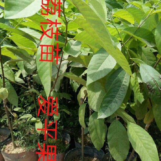 灵山县番荔枝苗