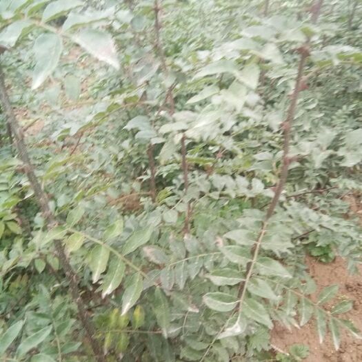 绛县大红袍花椒苗