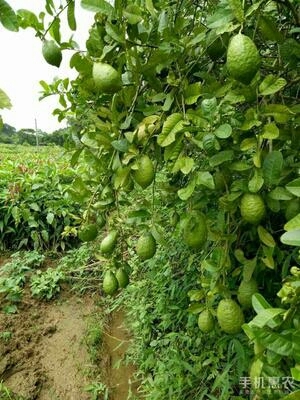 灵山县无籽柠檬苗
