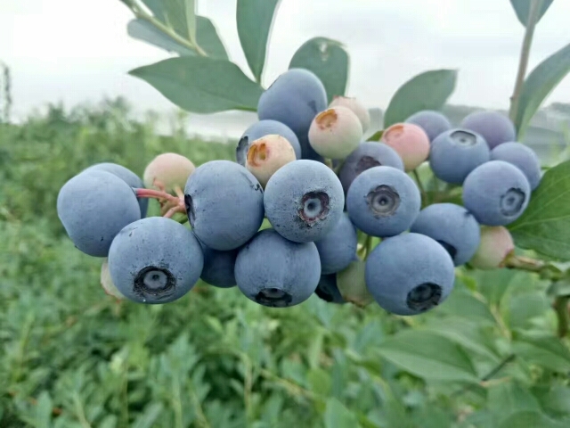 泰安北陆蓝莓苗 购苗免费提供种植技术指导