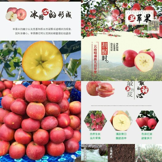 昭通昭通苹果