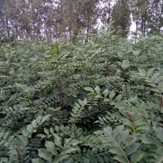 沂水县大红袍花椒苗