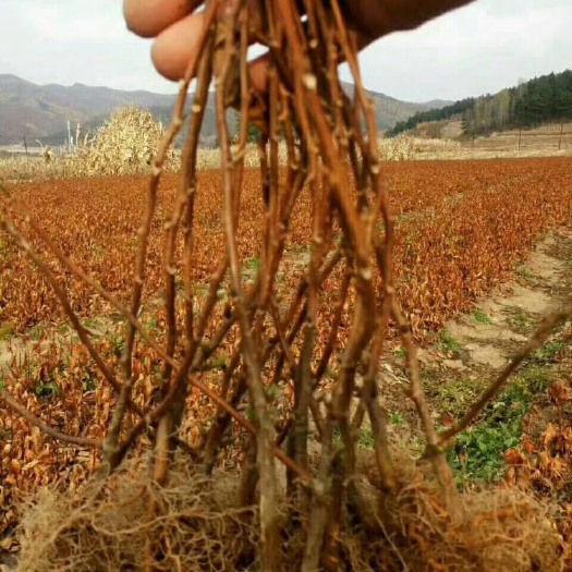 新宾县北五味子苗，成活率高，质量保证！