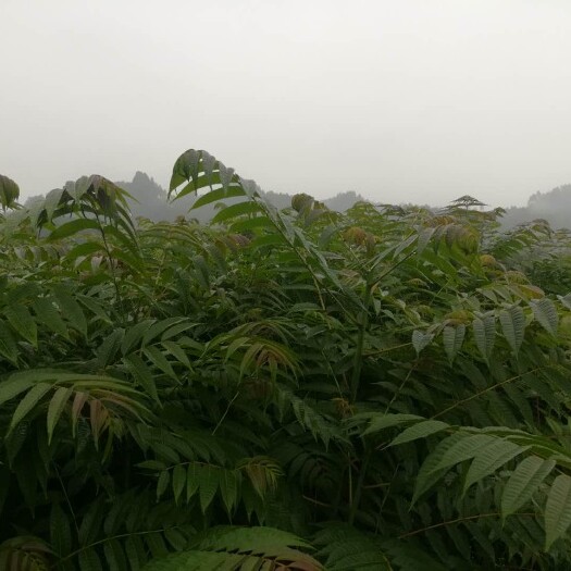 洪雅县香椿
