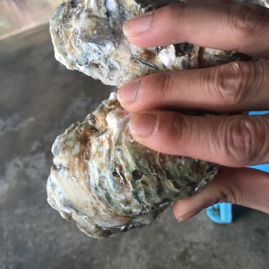 阳西县净化蚝 海水 3-4两/只 鲜活水产