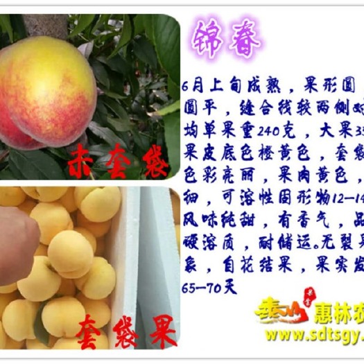 咸阳黄金蟠桃树苗 1~1.5米