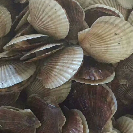 连云港朝鲜贝