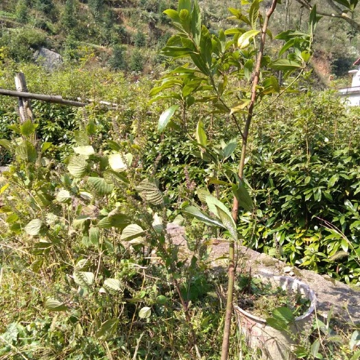 新邵县小叶桢楠