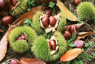 泰安华光板栗 嫁接苗 1~1.5米