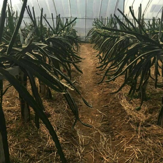 泰安红皮红肉火龙果苗  银田苗圃基地火龙果苗批发
