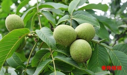 泰安香玲核桃苗