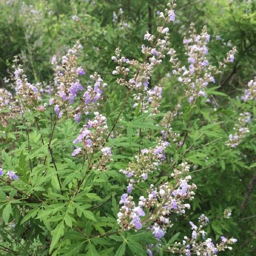 朝阳荆条蜜 塑料瓶装  2年