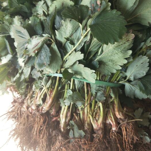 泰安甜宝草莓苗 地栽苗 10~20公分