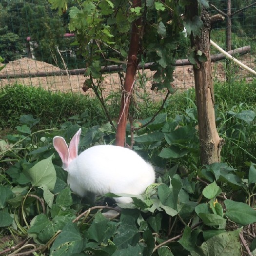 龙南市肉兔  生态