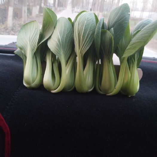 曹县金品28青梗菜 1两以下