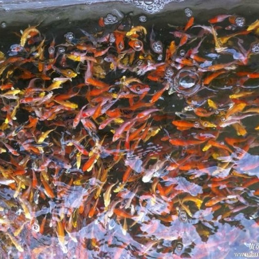 清远锦鲤鱼苗 红色鲤鱼苗 红火鲤鱼苗 金色红色锦鲤鱼基地直供