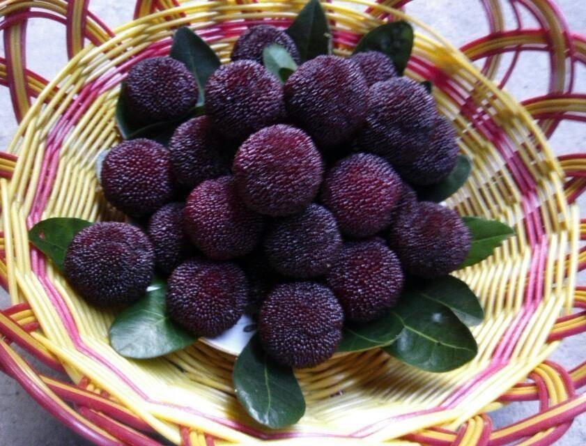 安海硬丝杨梅苗  包邮台梅王子安海早熟大果品种含糖量高高产提供种植技术