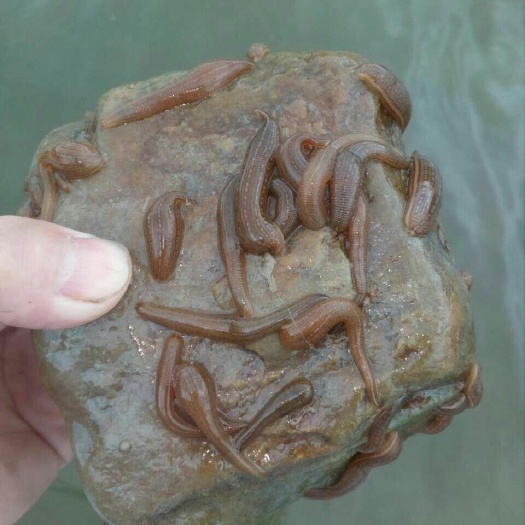 宽体金线蛭 宽体金线水蛭