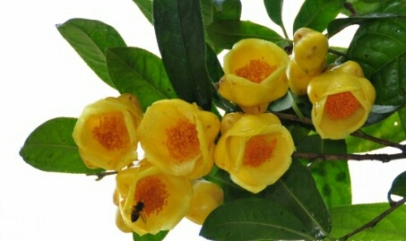 防城港金花茶盆栽 30~35cm