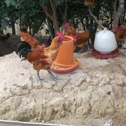 衡南县乌皮红冠土鸡