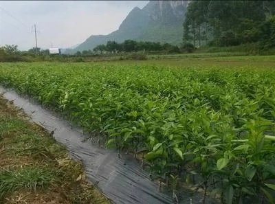 沃柑苗 嫁接苗 0.35~0.5米 