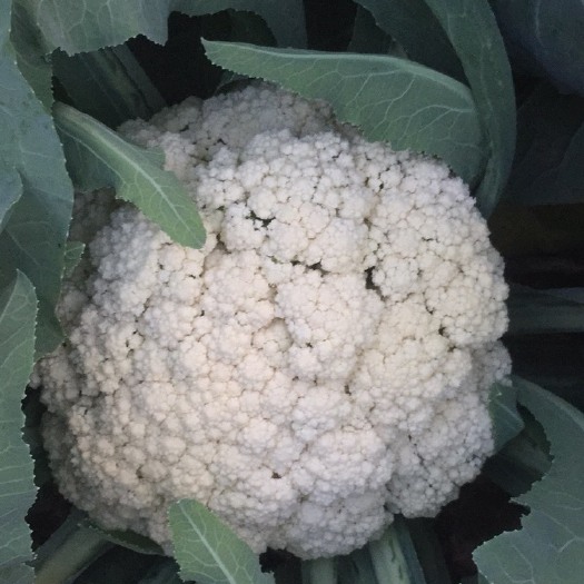 菏泽白花菜花 适中 山东省菏泽市牡丹区 2~3斤