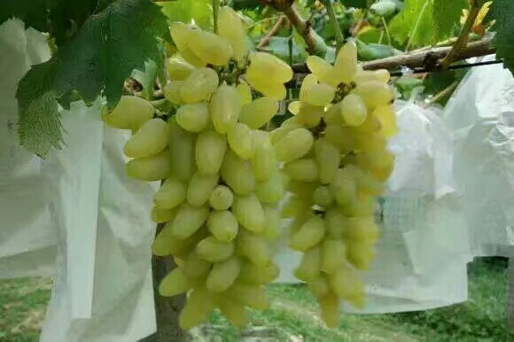 葫芦岛金手指葡萄苗