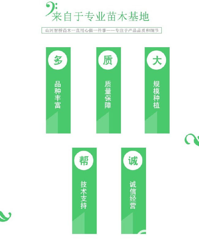 翠冠梨苗 0.5~1米