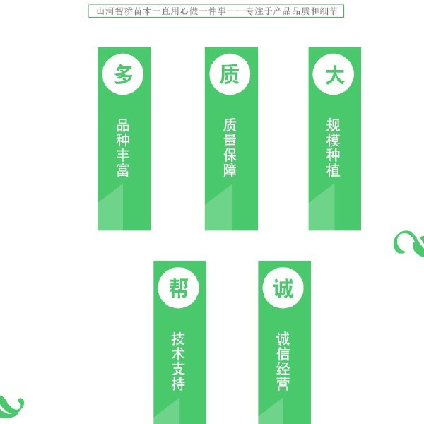 翠冠梨苗 0.5~1米