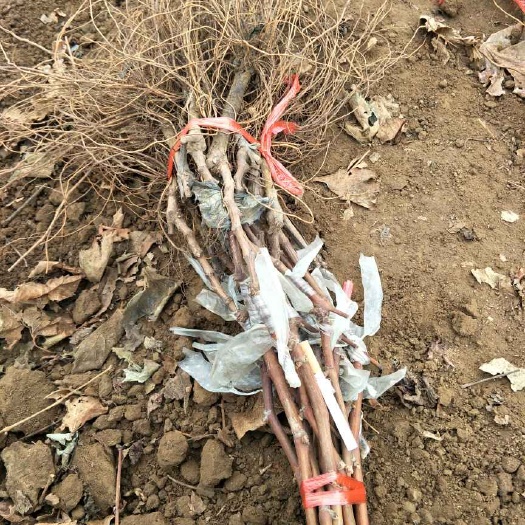 昌黎县蜜光葡萄苗 嫁接苗 裸根苗