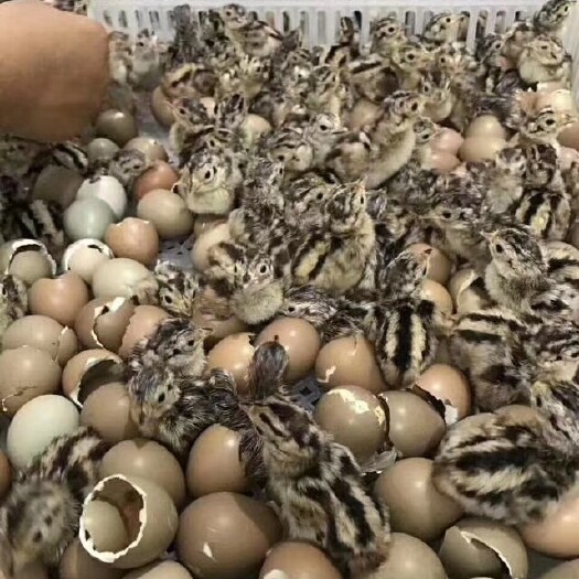 南宁山鸡苗  七彩山鸡，公鸡色彩斑斓，母鸡麻点色，肉质都一样