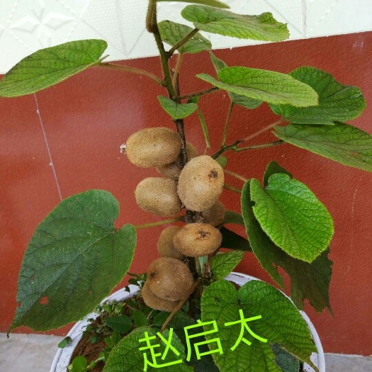 苍溪县苍溪红心猕猴桃苗 嫁接苗