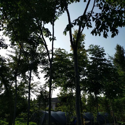 东台市栾树