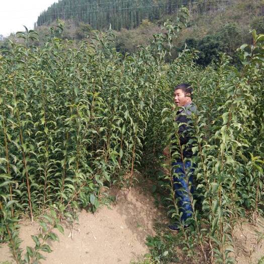 镇宁县蜂糖李树苗 专业做一个品种