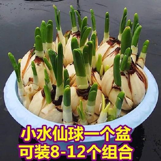 沭阳县漳州水仙