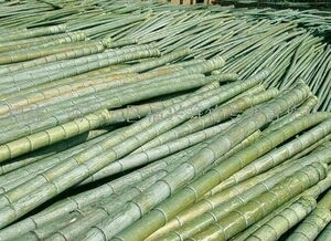 城步县楠竹 