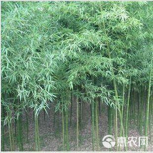 四季青竹 散生竹通常是在春季3～5月开始发笋，多数竹种6月份