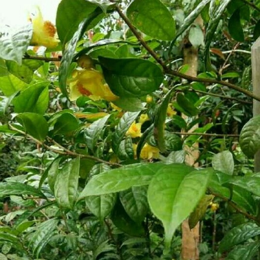 防城港金花茶防普金花茶苗， 25公分高~80公分高。
