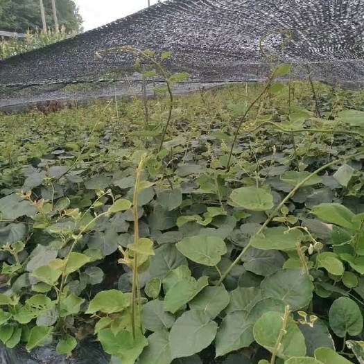 苍溪县苍溪红心猕猴桃苗 嫁接苗