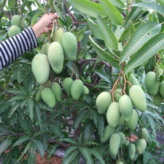 灵山县四季芒果苗 一年多次结果，嫁接苗，广西发货